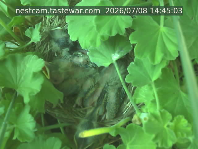 Current nestcam image